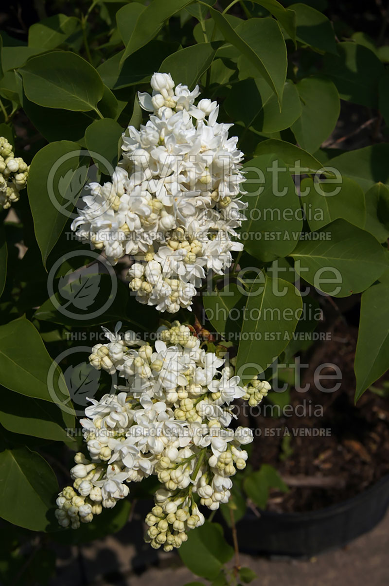 Syringa Madame Lemoine or Mme Lemoine (Lilac)  5