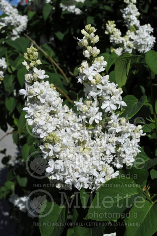 Syringa Madame Lemoine or Mme Lemoine (Lilac)  9