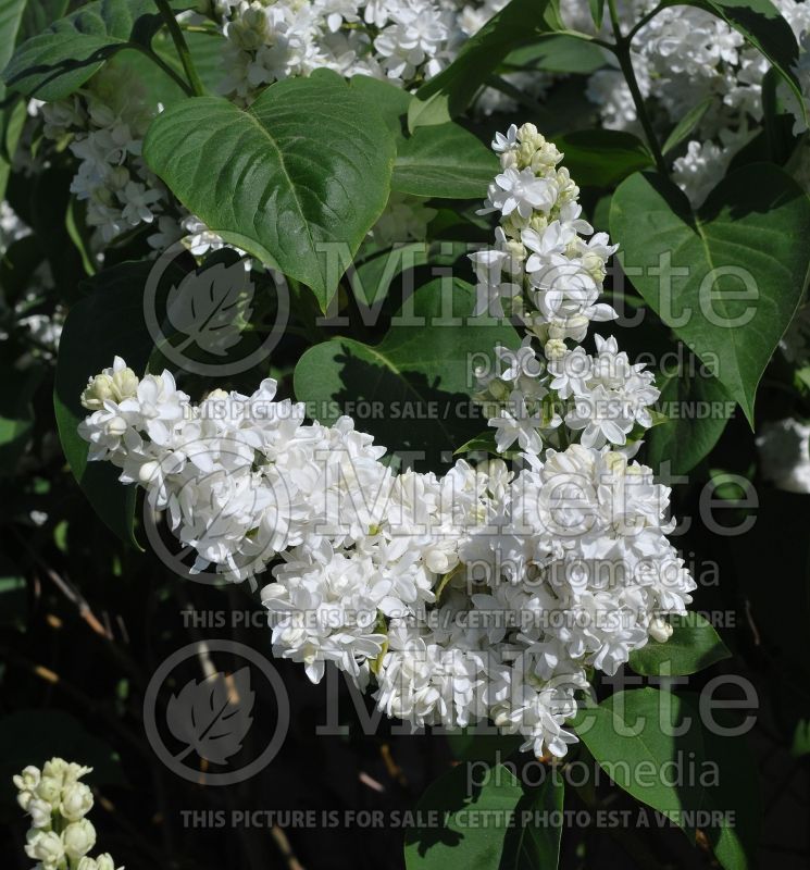 Syringa Madame Lemoine or Mme Lemoine (Lilac)  11