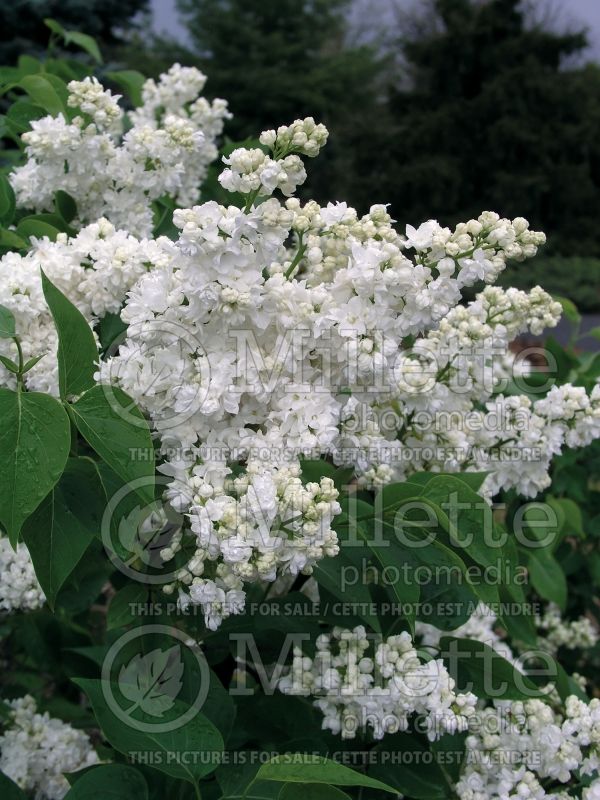 Syringa Madame Lemoine or Mme Lemoine (Lilac)  12