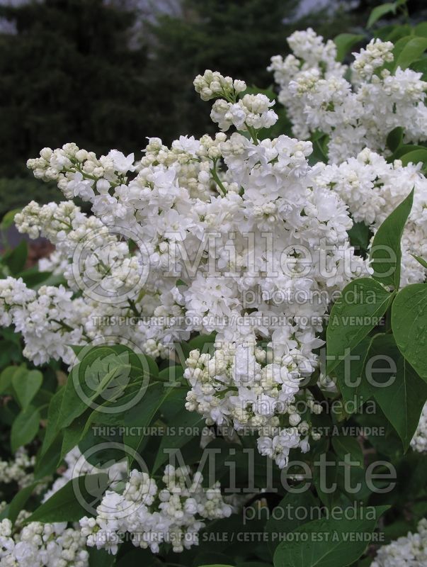 Syringa Madame Lemoine or Mme Lemoine (Lilac)  13