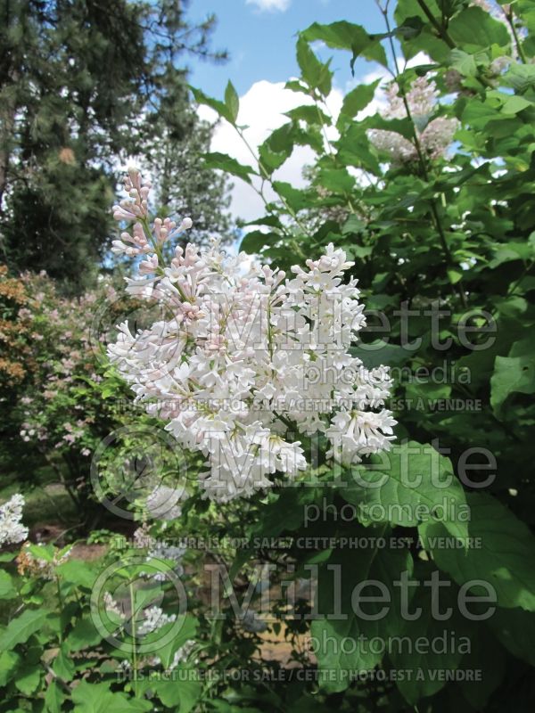 Syringa Madame Lemoine or Mme Lemoine (Lilac)  14