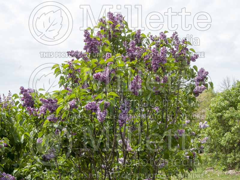 Syringa Marc Micheli (Lilac) 1