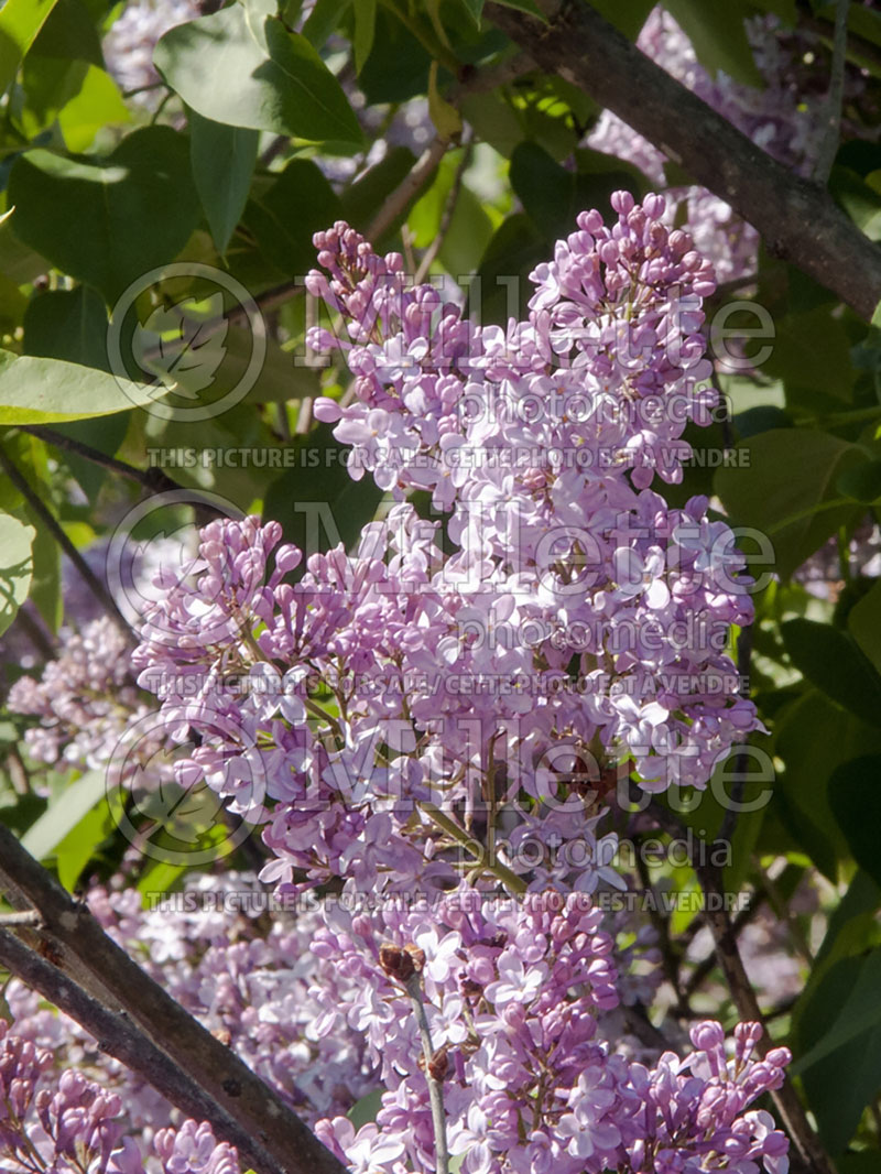 Syringa Marechal Foch (Lilac)  1