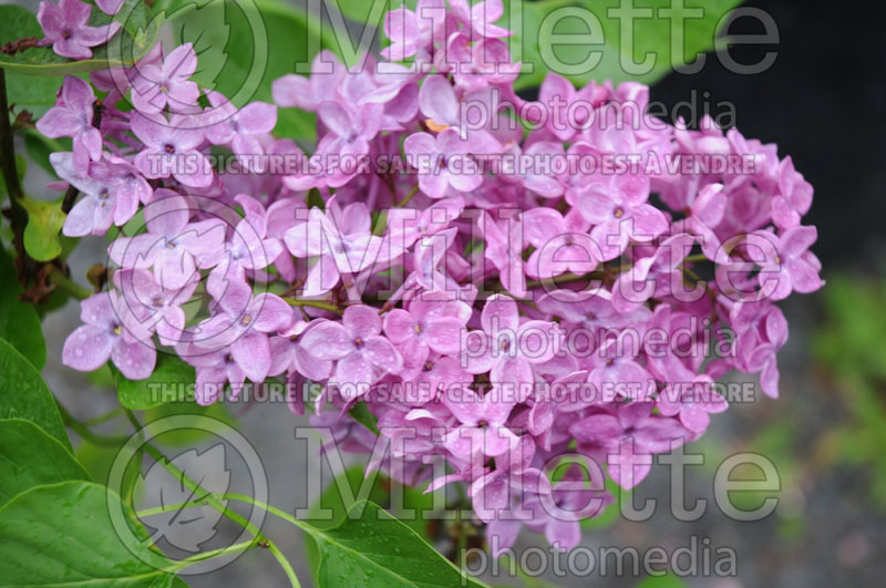 Syringa Margaret Fennichia (Lilac) 1