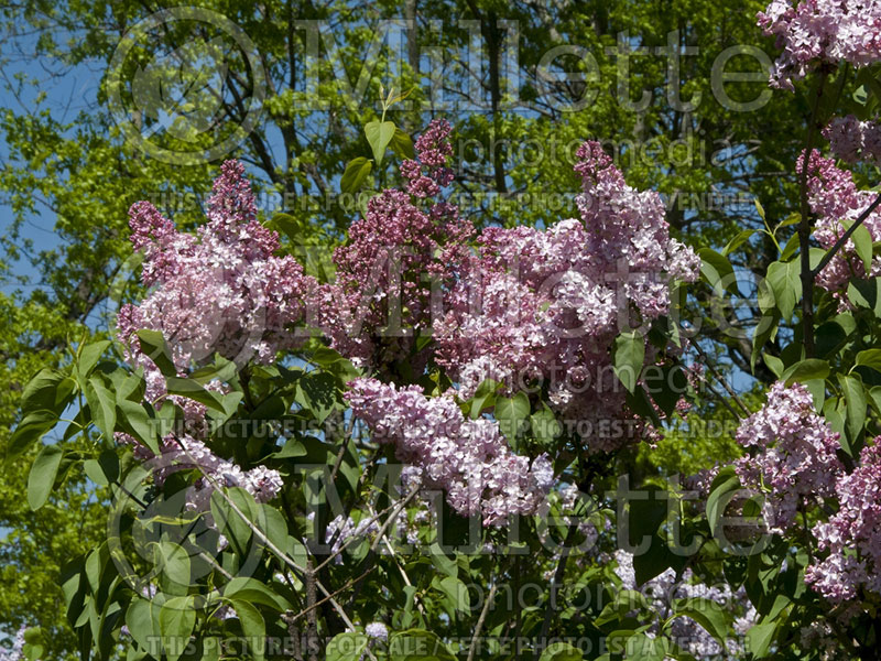 Syringa Marie Frances (Lilac)  1