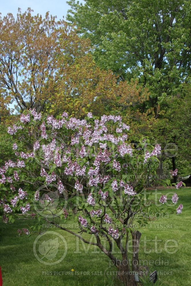 Syringa Michael Buchner (Lilac)   4