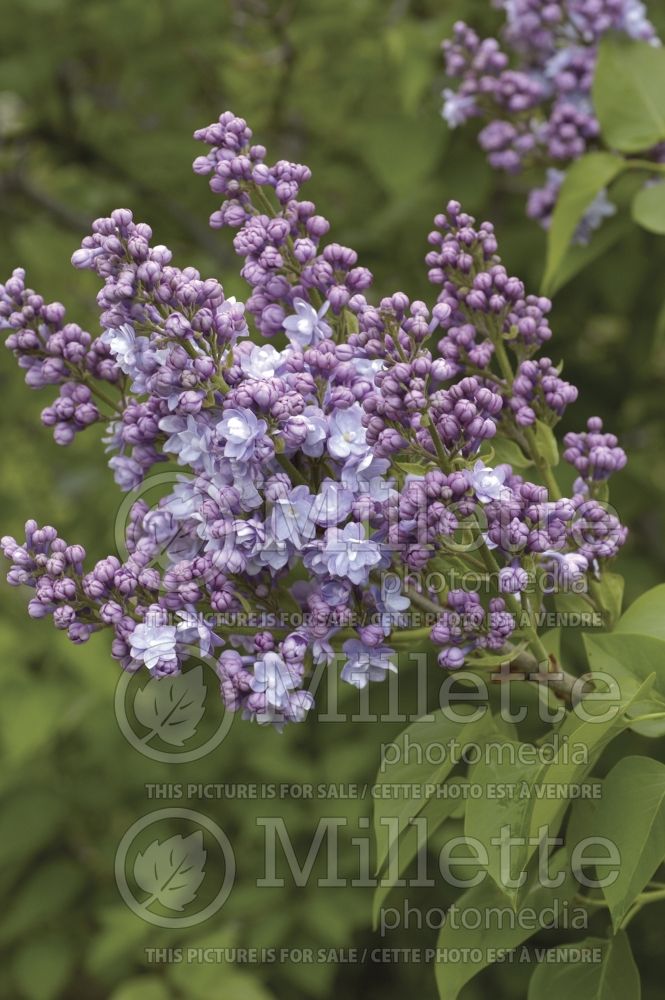 Syringa Michael Buchner (Lilac) 1  