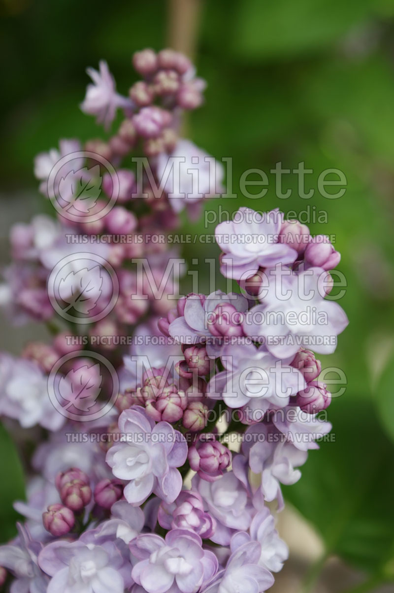 Syringa Michael Buchner (Lilac) 3 