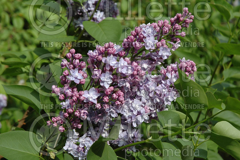 Syringa Michael Buchner (Lilac)   2