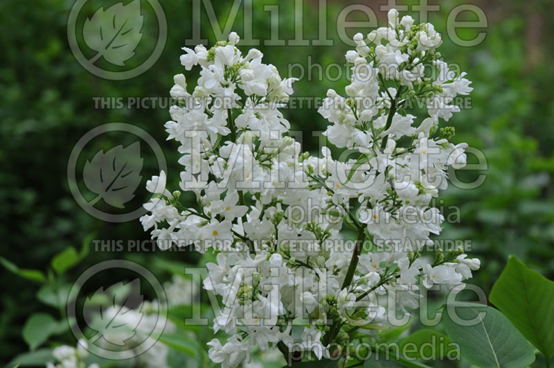 Syringa Madame Lemoine or Mme Lemoine (Lilac)  6