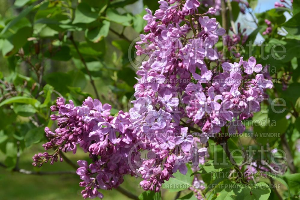 Syringa Mollie Ann (Lilac) 1  