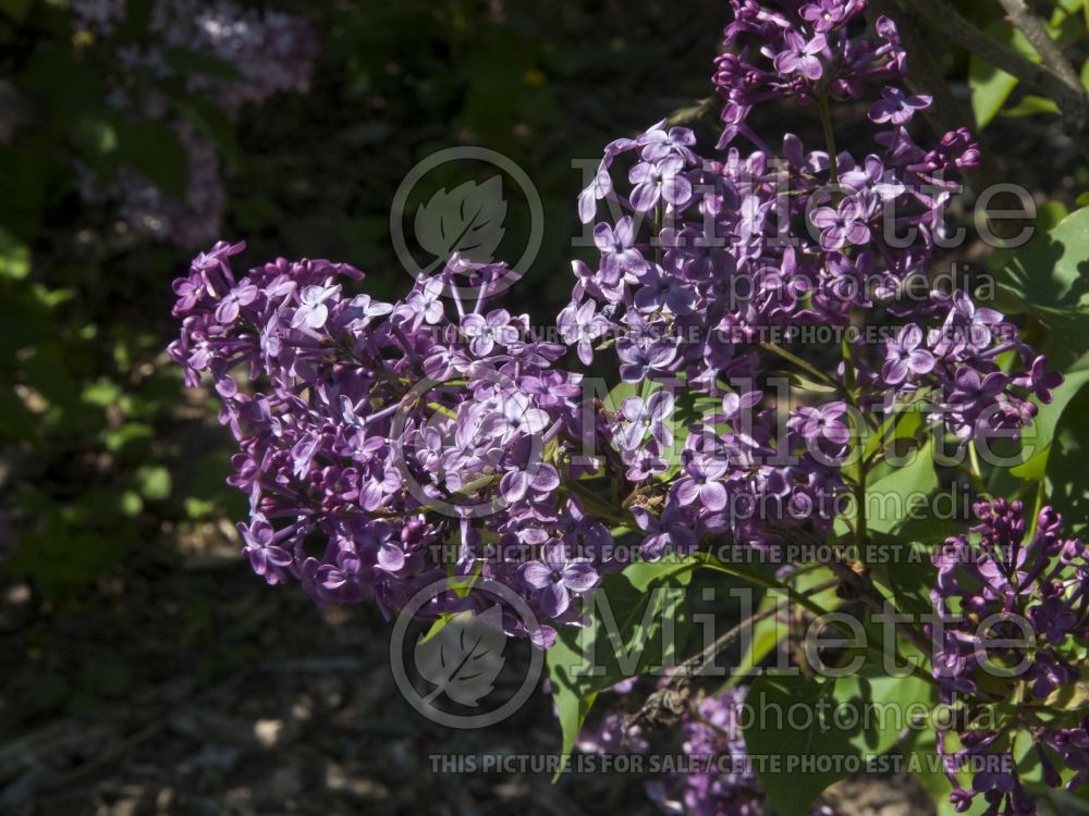 Syringa Monge (French Lilac) 3