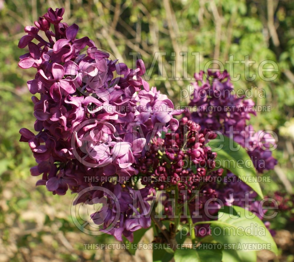 Syringa Monge (French Lilac) 2