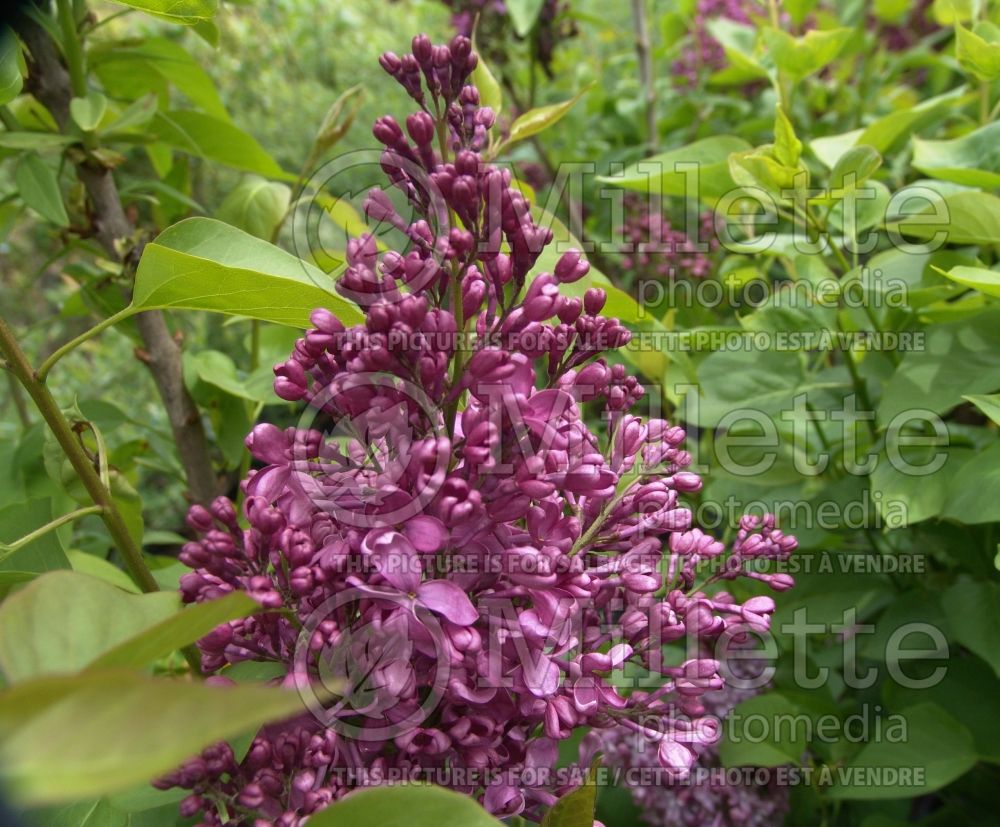 Syringa Monge (French Lilac) 5