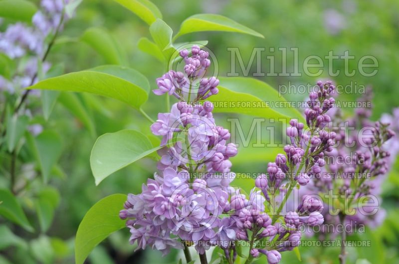 Syringa Nancy Reagan (Lilac) 2 