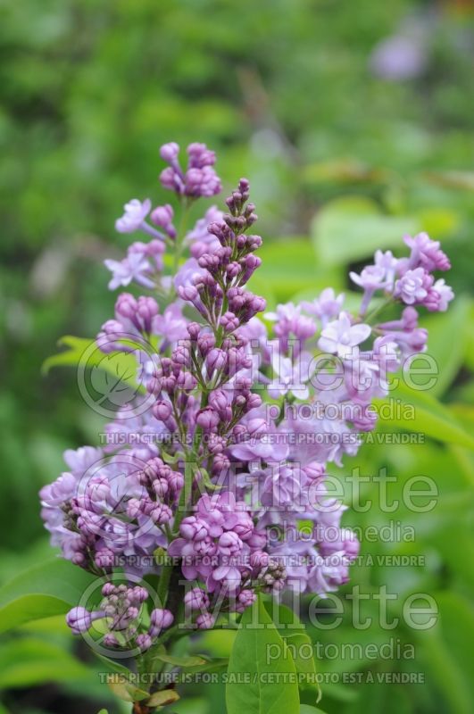 Syringa Nancy Reagan (Lilac) 3 