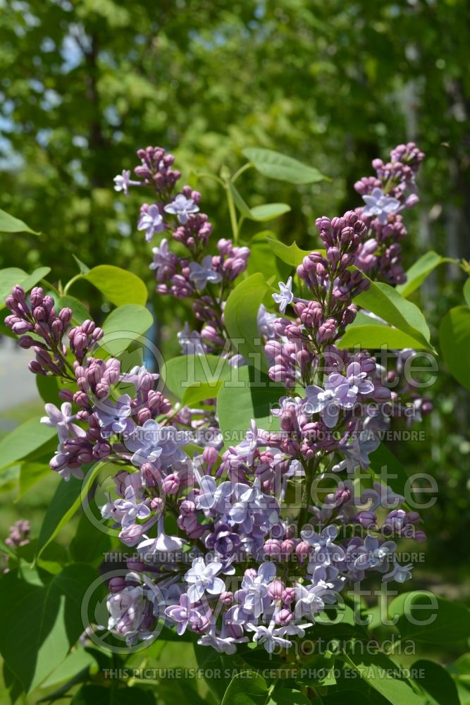 Syringa Planchon (Lilac)  1