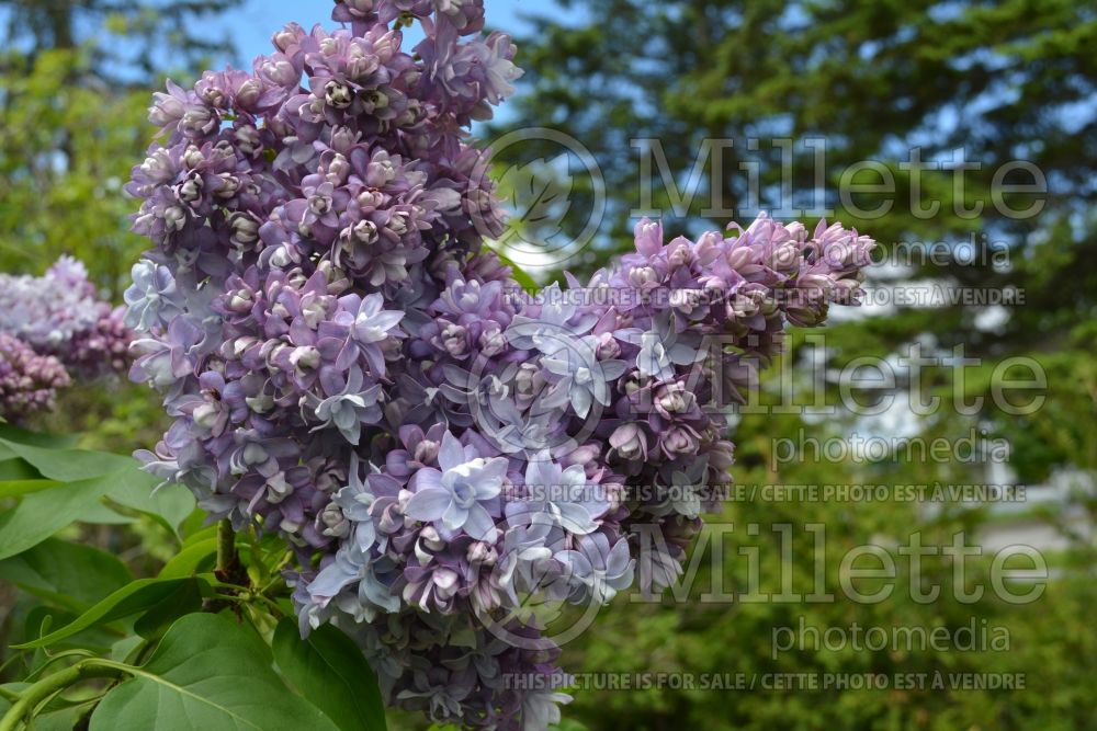 Syringa P.P. Konchalovski (Lilac) 1 