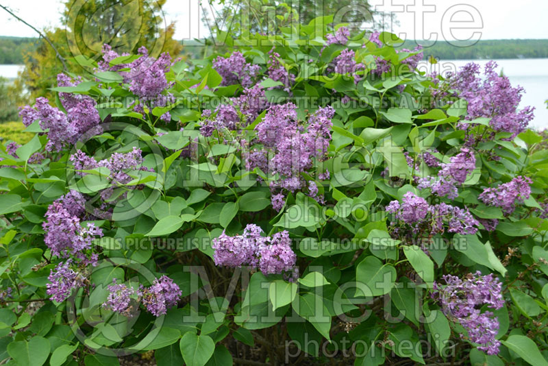 Syringa Prairie Petite (Lilac) 3