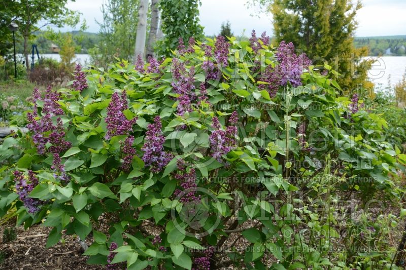 Syringa Prairie Petite (Lilac) 4