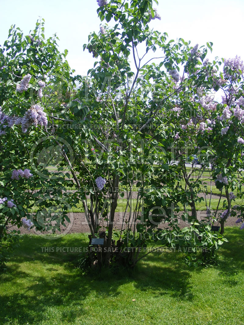 Syringa President Grevy (Lilac) 1