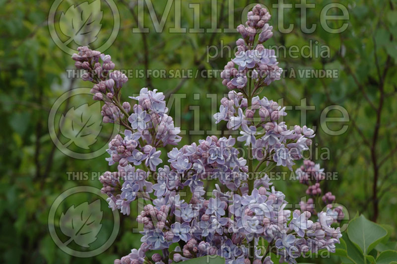 Syringa President Grevy (Lilac) 2