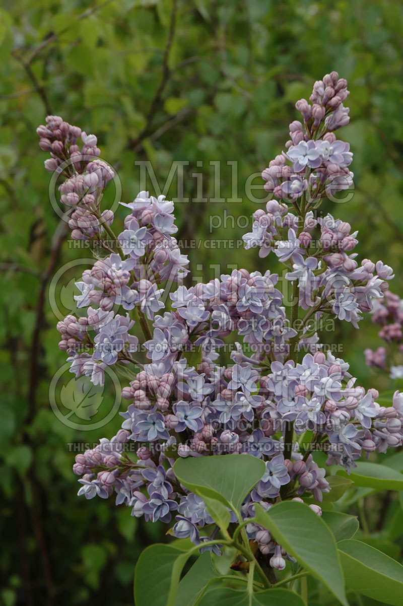 Syringa President Grevy (Lilac) 3