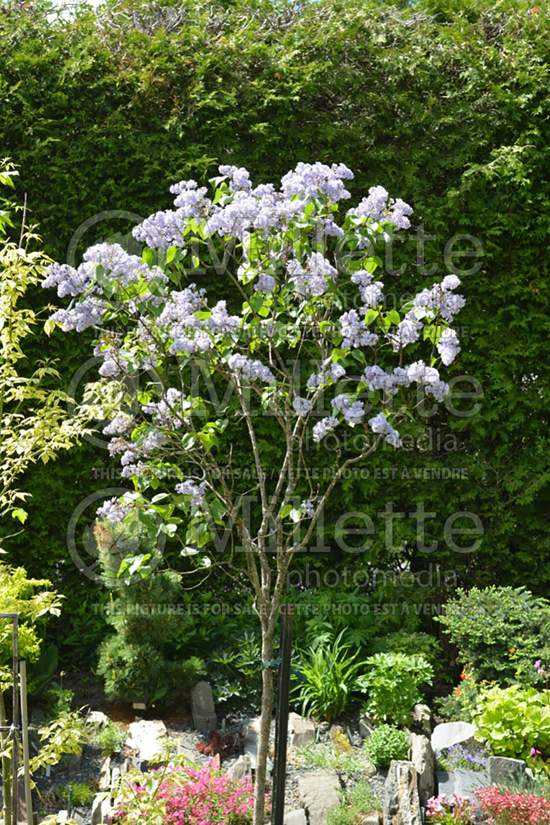 Syringa President Lincoln (Lilac) 1 