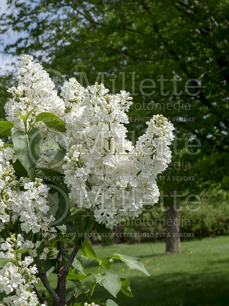 Syringa Rochester (Lilac) 1 