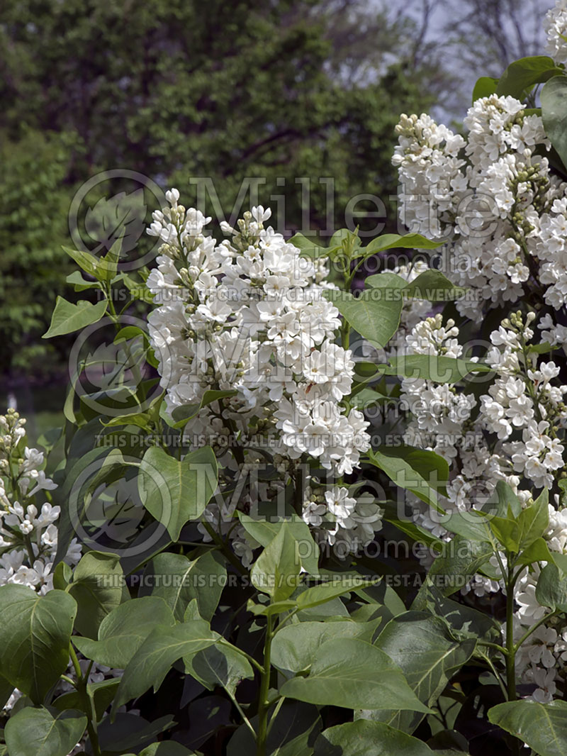 Syringa Rochester (Lilac) 2