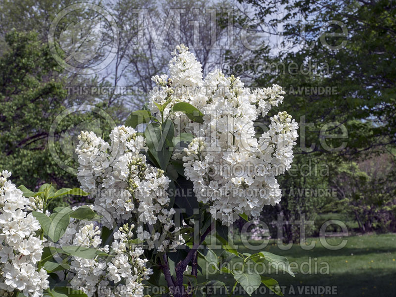 Syringa Rochester (Lilac) 3