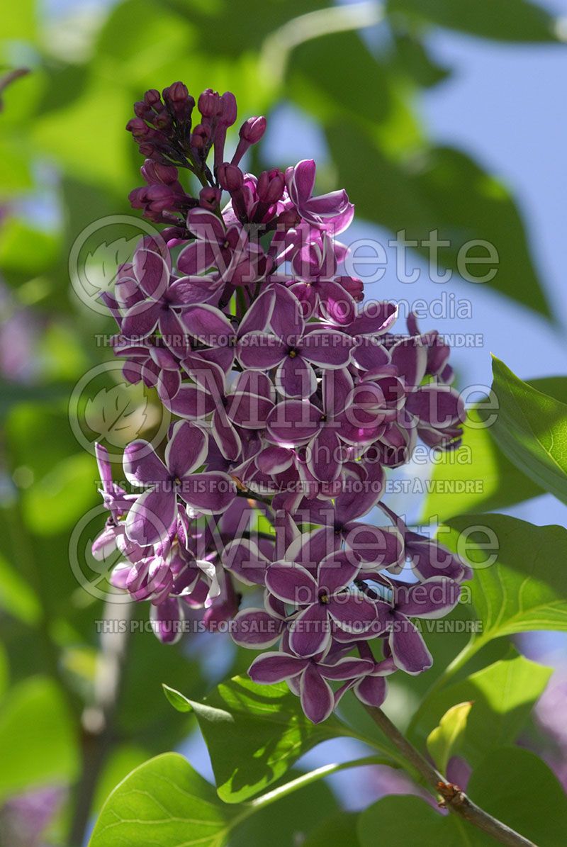 Syringa Sensation (French Lilac) 2