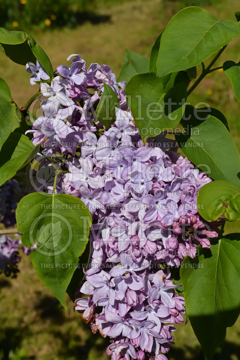 Syringa Sesquicentennial (Lilac) 1 