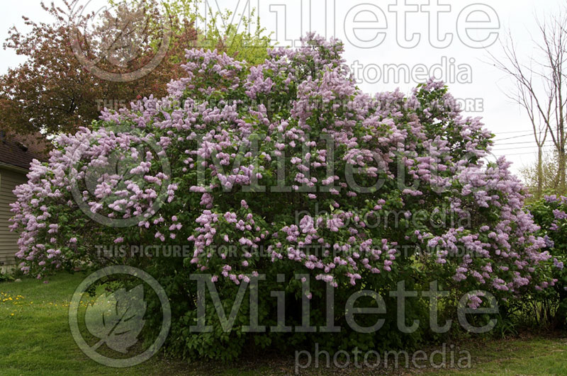 Syringa vulgaris (Lilac)  3