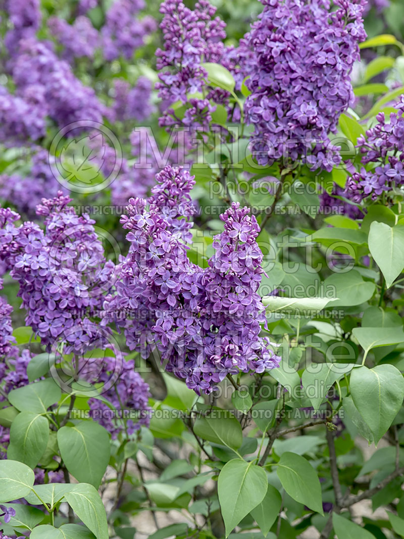 Syringa Triste Barbaro (Lilac)  2