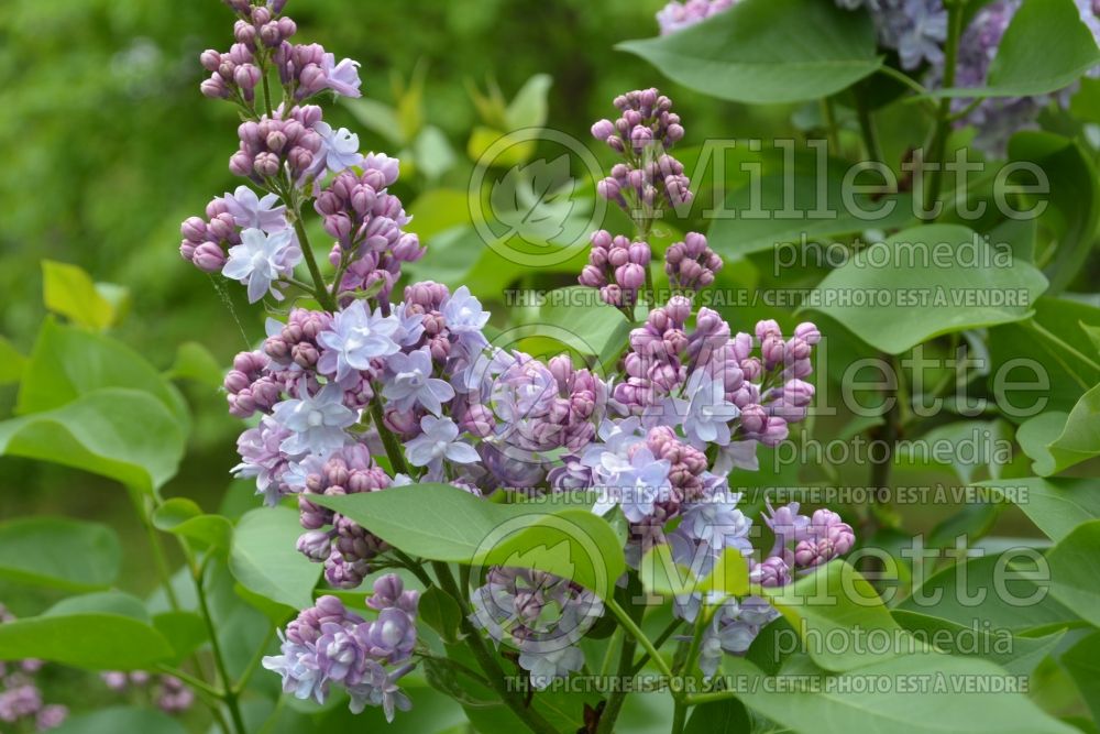 Syringa Victor Lemoine (Lilac) 1 