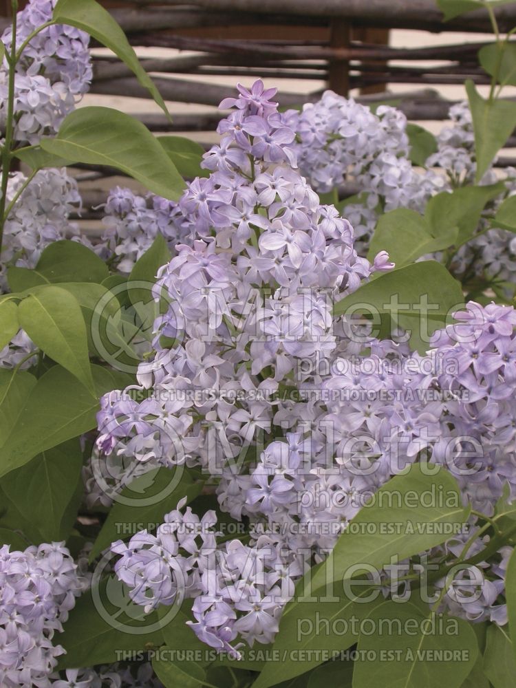 Syringa Wedgwood Blue (Lilac)  3