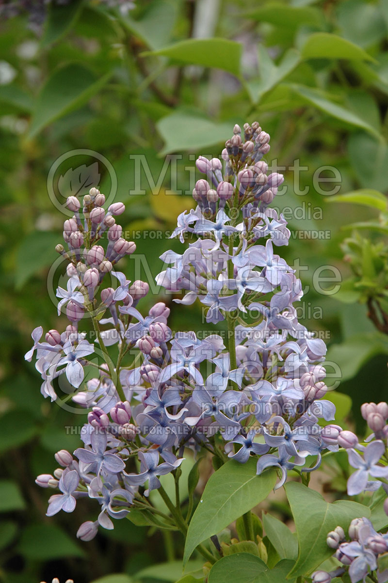 Syringa Wedgwood Blue (French Lilac) 1