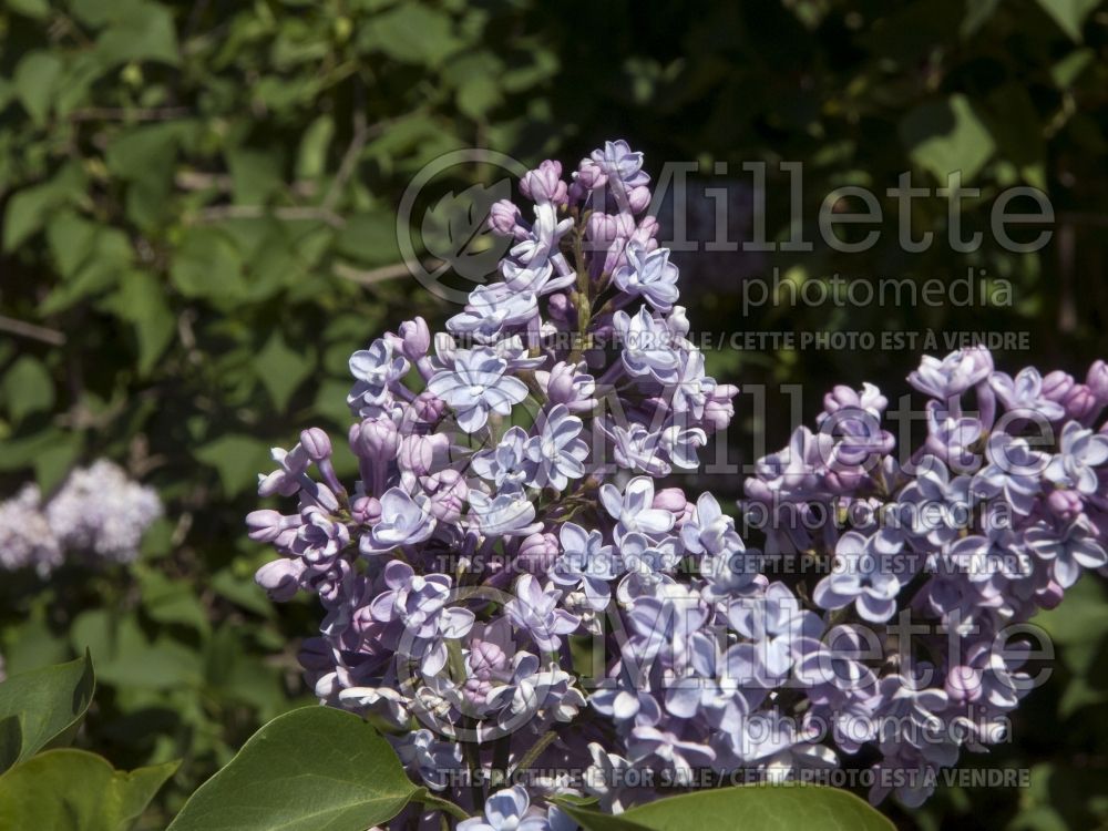 Syringa Little Blue Boy akaWonderblue (Lilac) 3