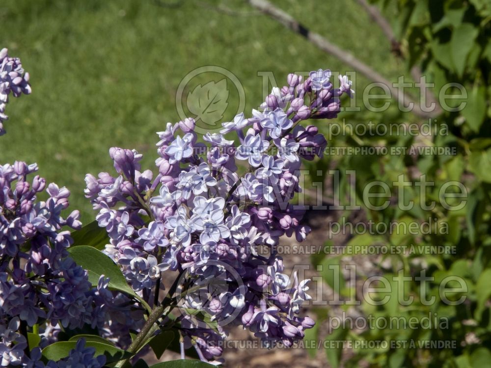 Syringa Little Blue Boy akaWonderblue (Lilac) 4