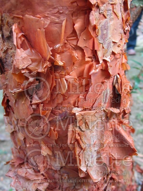 Syzygium gratum - Bark (eugenia , phak mek, samet chun) 1 