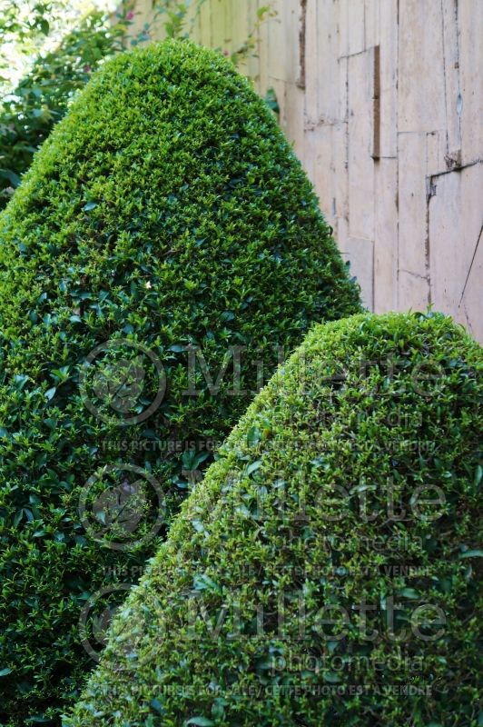 Syzigium or Eugenia clipped cones topiary (Surinam Cherry) 2 