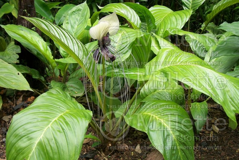 Tacca integrifolia (White batflower)  3