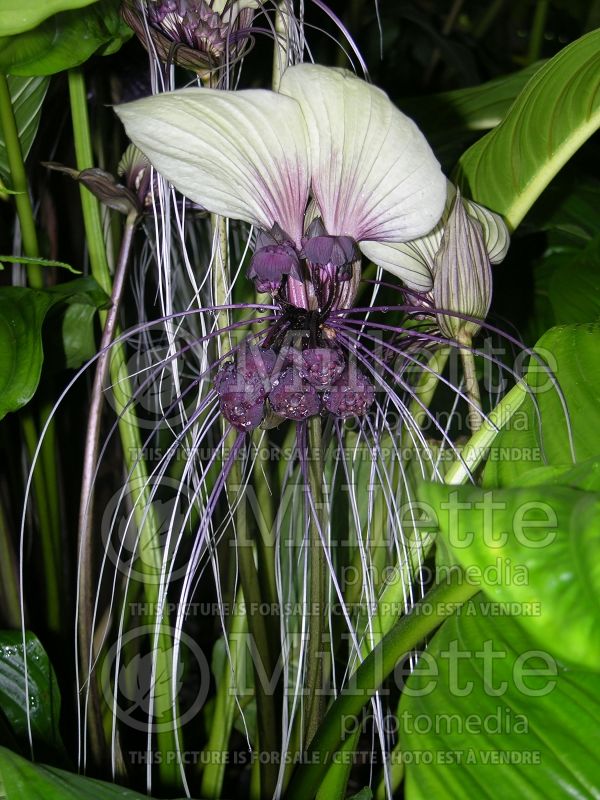 Tacca integrifolia (White batflower)  6