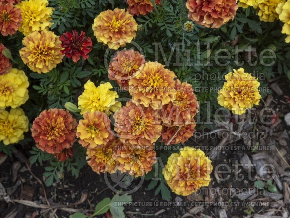 Tagetes Strawberry Blonde (Marigold) 1 