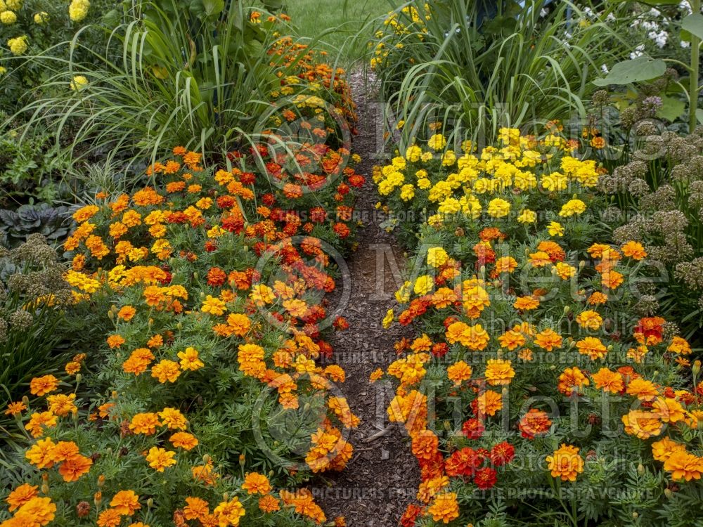 Tagetes Mix (Marigold) 5