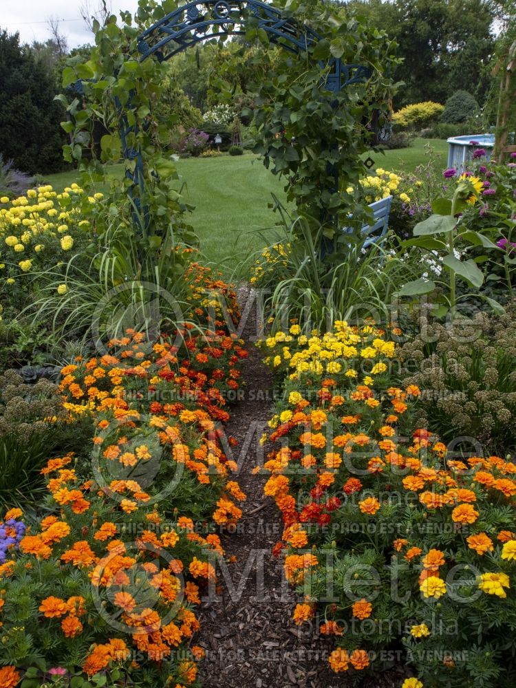 Tagetes Mix (Marigold) 6