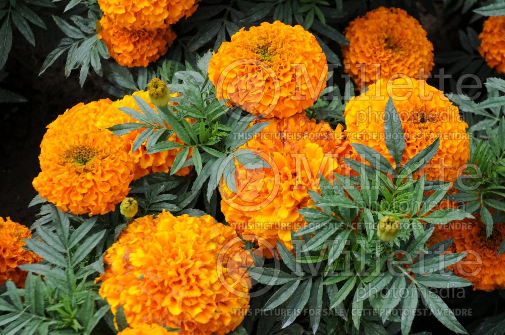Tagetes Taishan Orange (Marigold) 3 