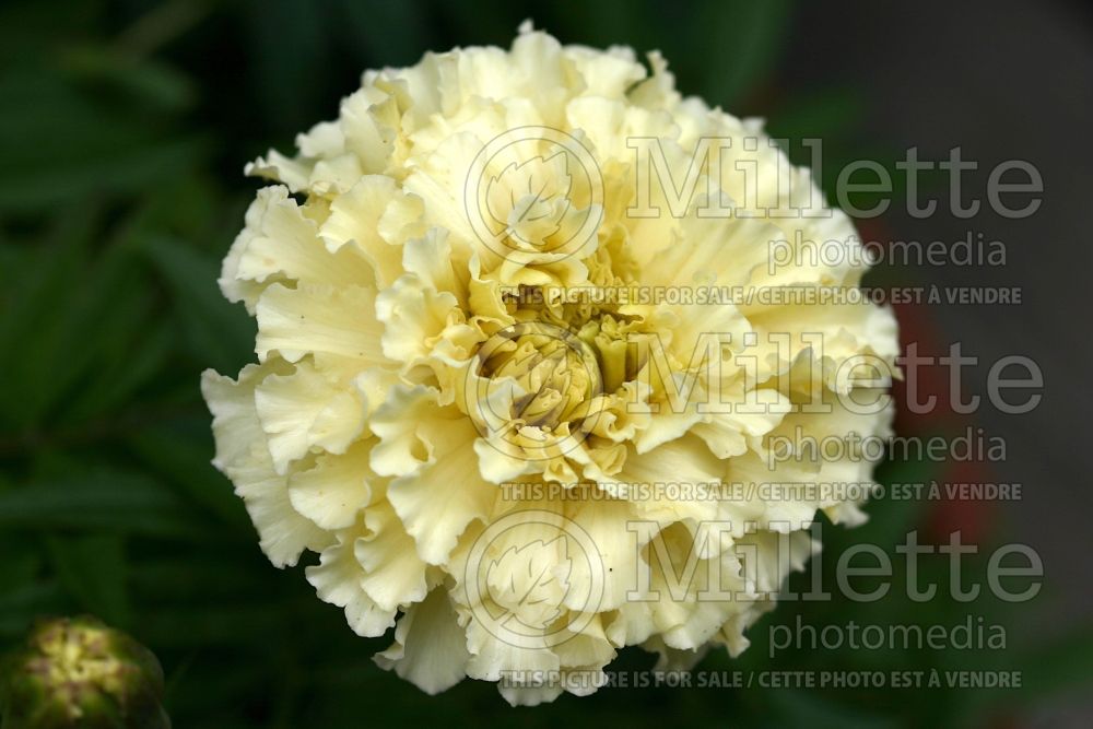 Tagetes Vanilla (Marigold) 2 